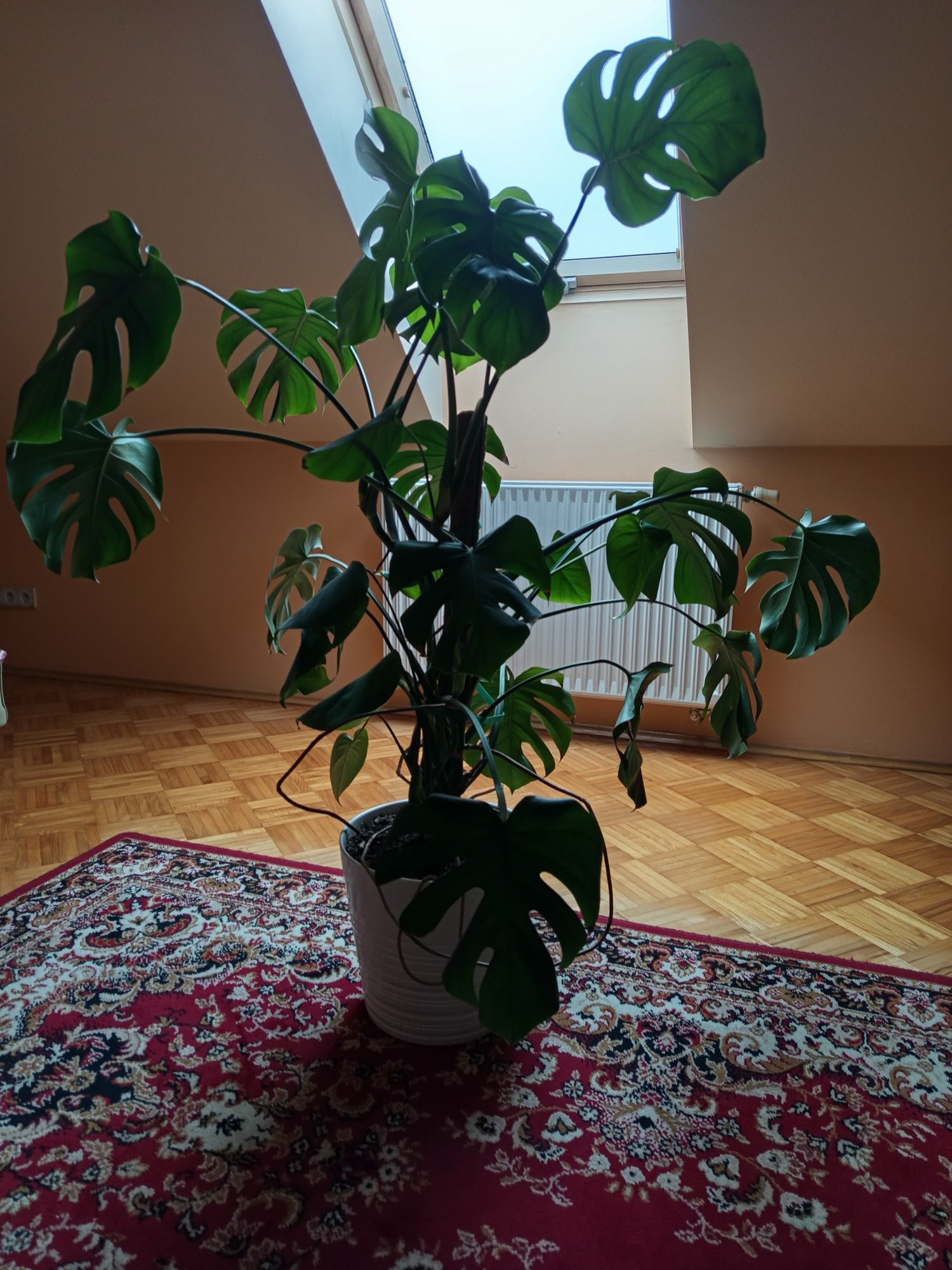 Monstera dekoracyjny kwiat