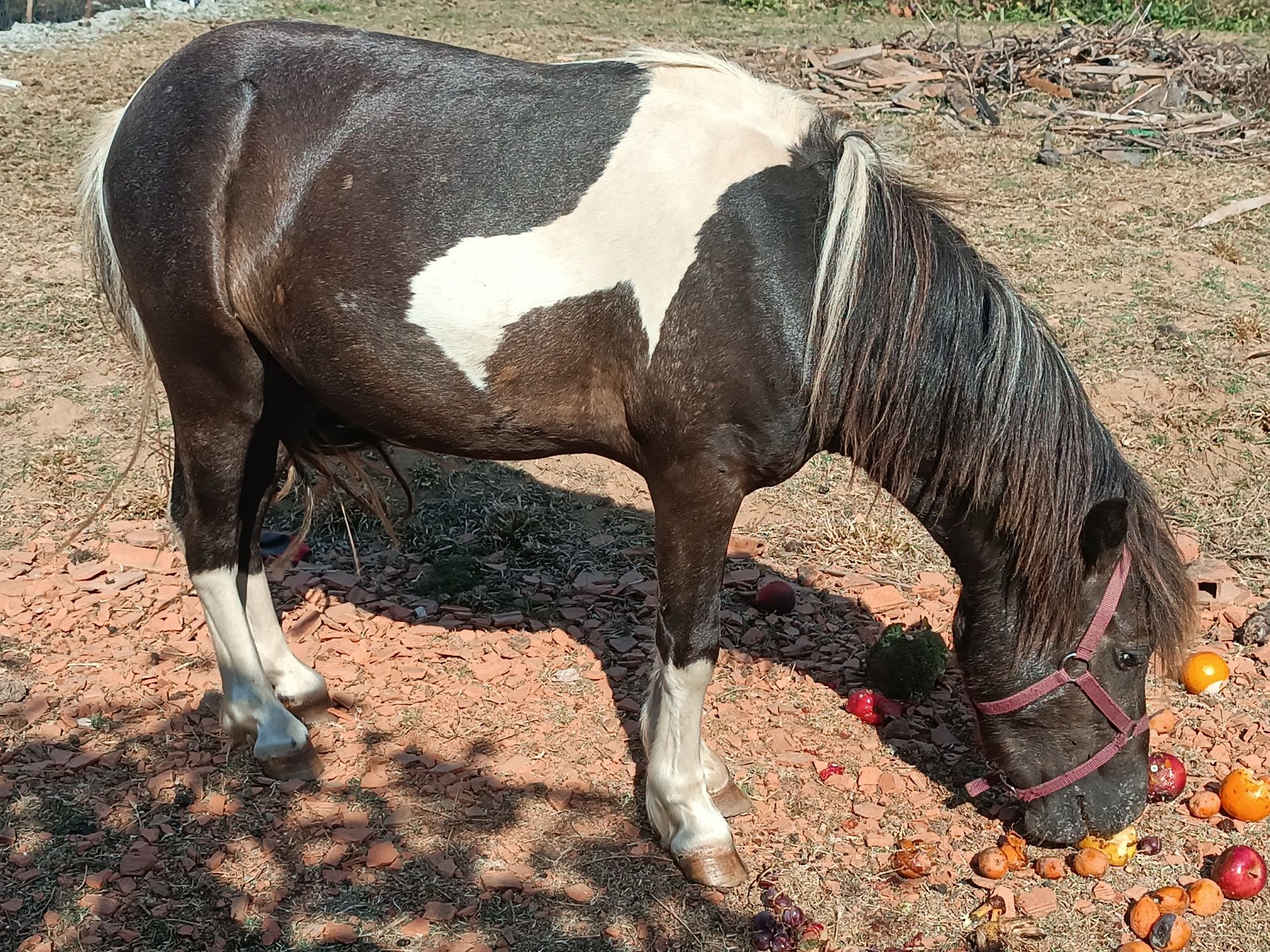 Cavalo Jovem macho