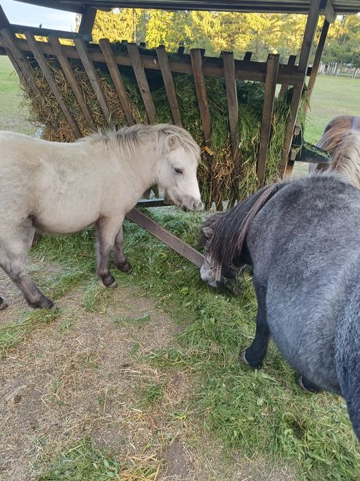 Sprzedam tegorocznego kucyka