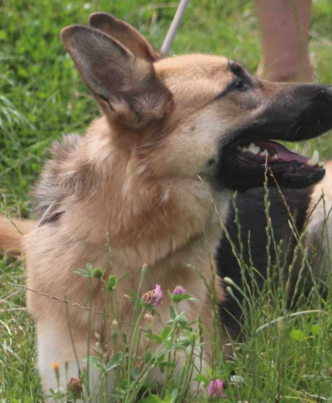 GAMMA (sunia 2-2,5 roku w typie owczarka niemeickiego) szuka domu!