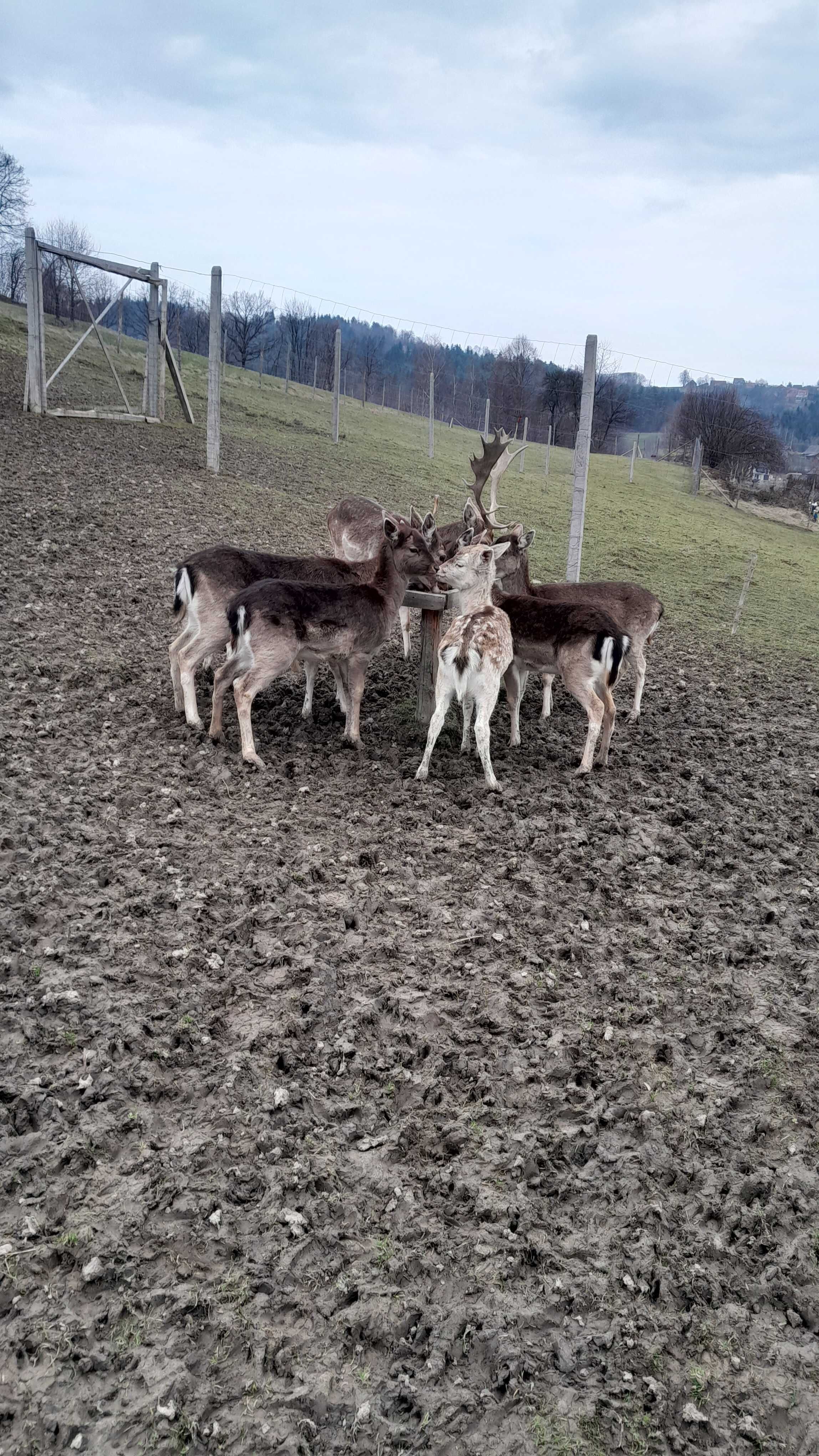 Daniele na sprzedaż