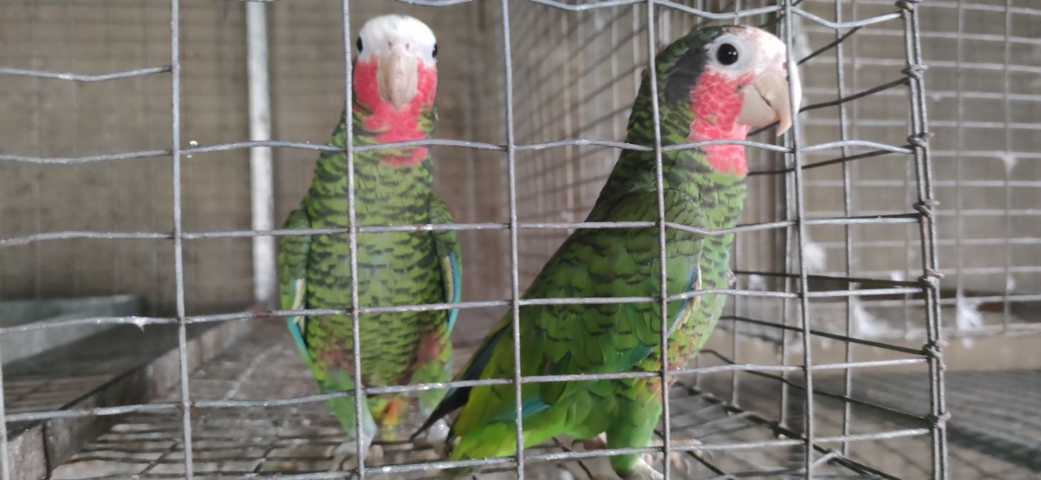 Casal papagaio cubano amazona leucocephala leucocephala bebe disponíve