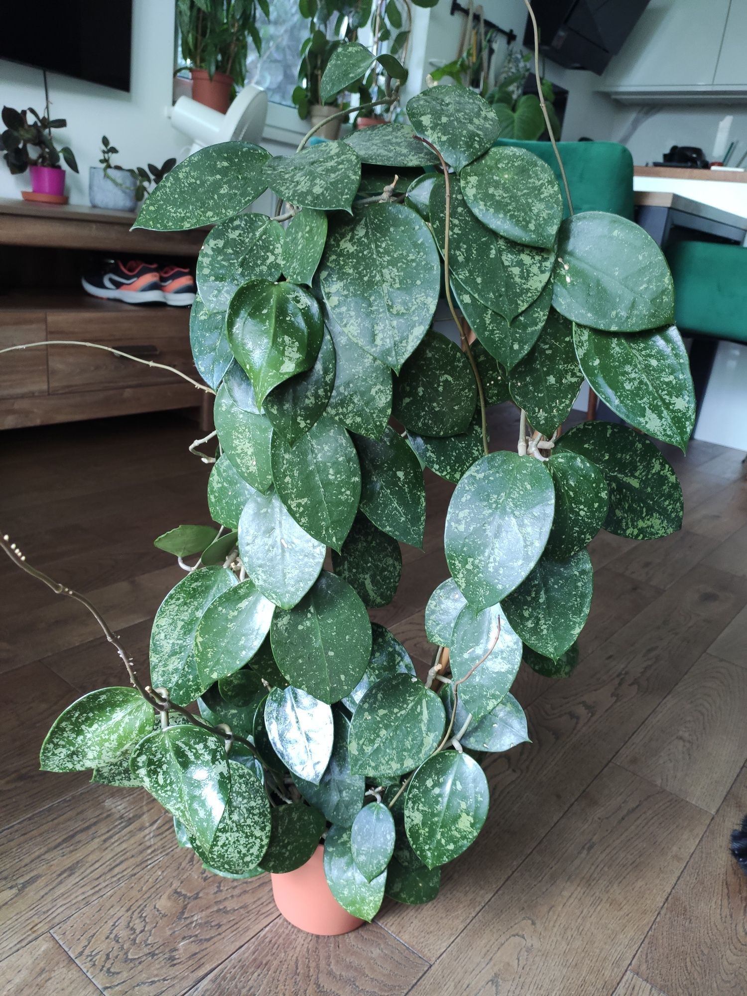 Hoya acuta 997 (stable pink spot splash on cordate leaves)