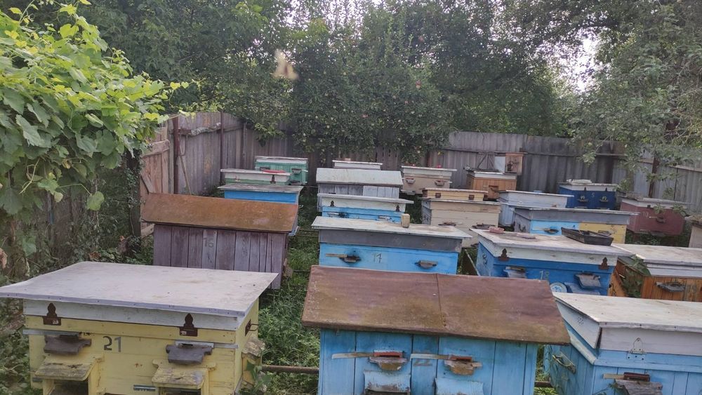 Продається пасіка