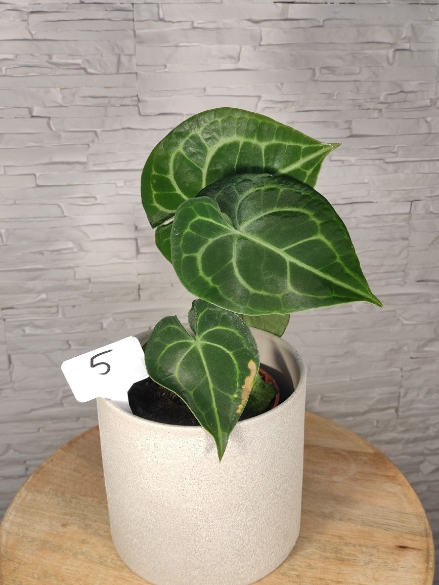 Anthurium Clarinervium 5