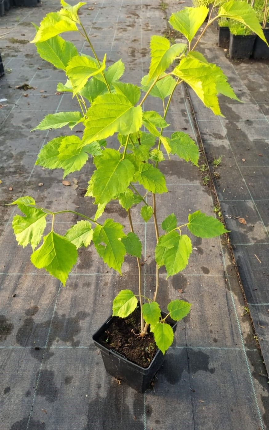 Morwa czarna sadzonki 60-70 cm