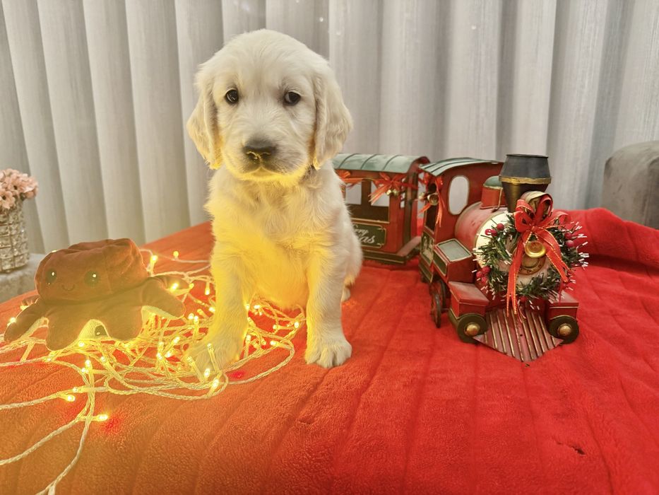 Golden Retriever lindo