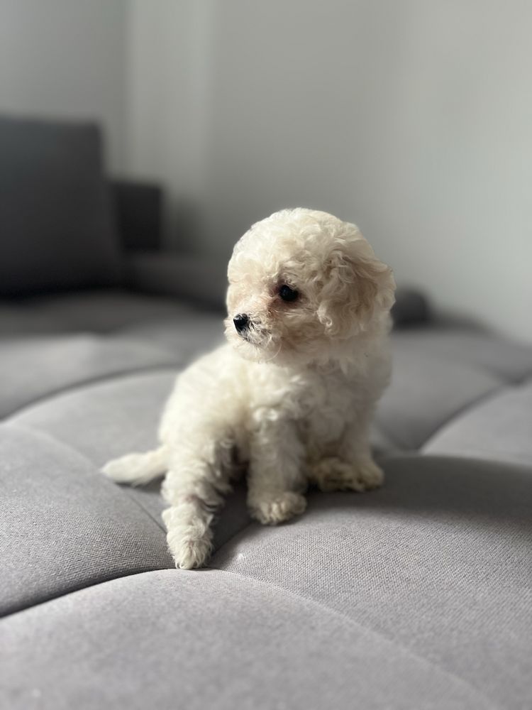 Bichon Frise / Suczka