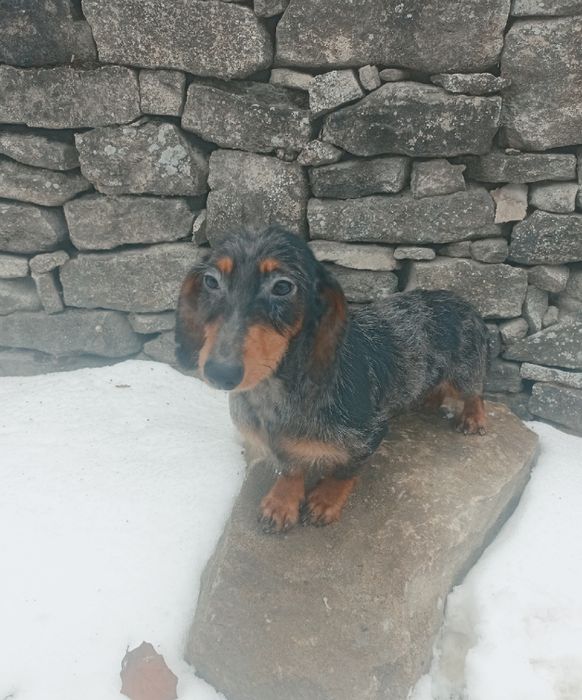 Шикарний кролячий мраморний таксик.