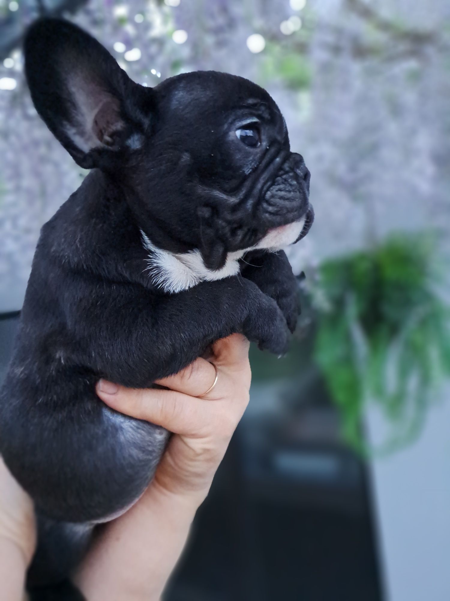 Buldogue francês