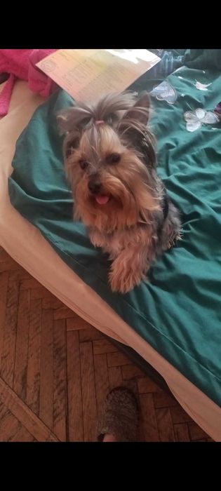 Собака, міні йоркширський тер'єр