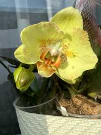Орхідея метелик Jeannette Brandon (Джанет Брендон)