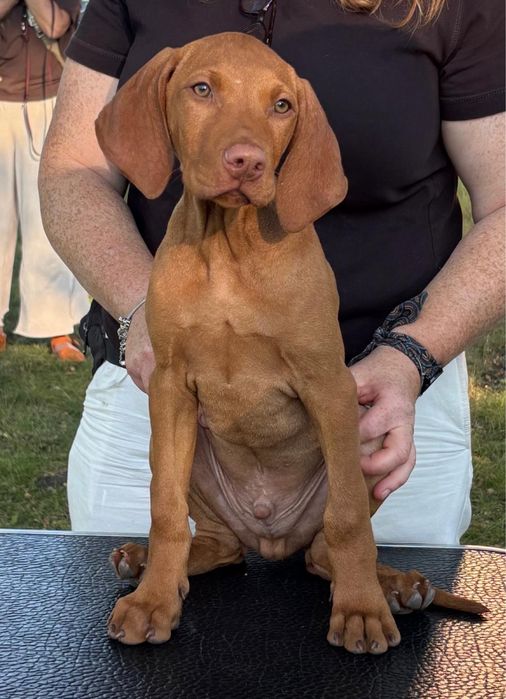 Piesek - wyzeł węgierski FCI