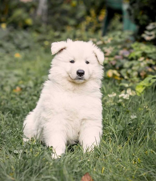 Biały Owczarek Szwajcarski