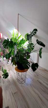 Sprzedam kwiat Monstera