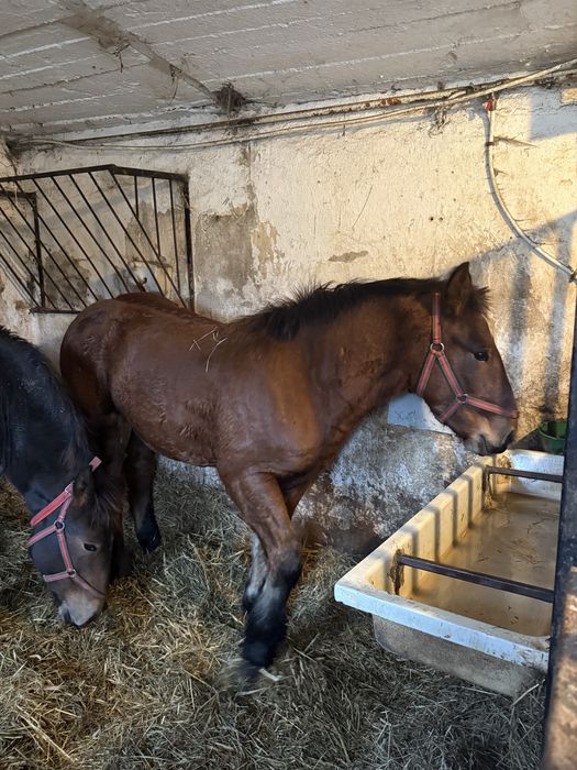 Sprzedam źrebaki tłuste ogierki zimnokrwiste