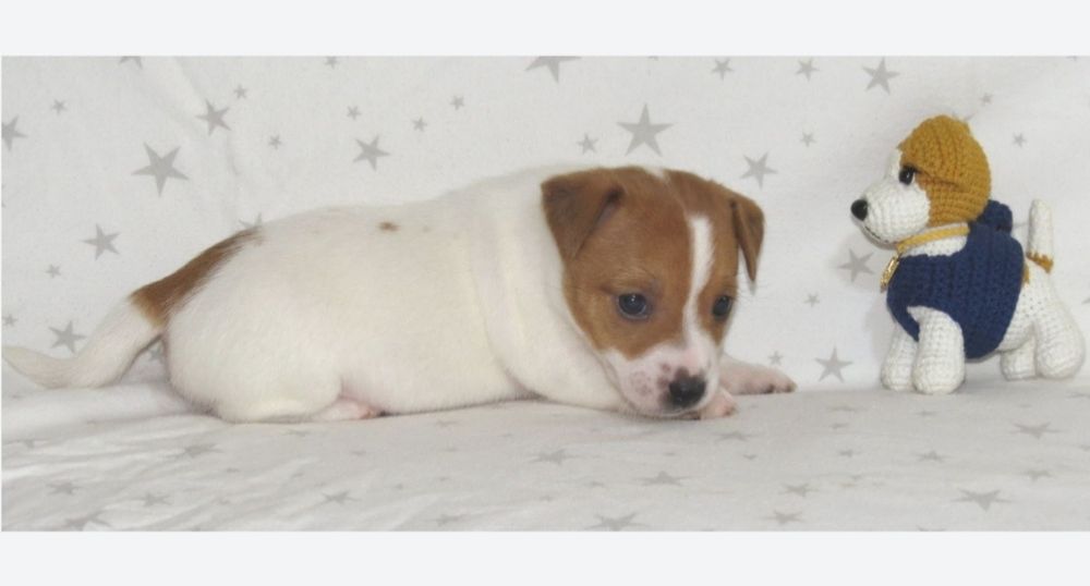 Джек Рассел терьер с документами клуба КСУ