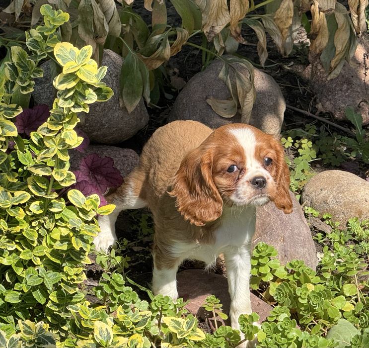 Cavalier king charles spaniel piesek szczeniak z rodowodem