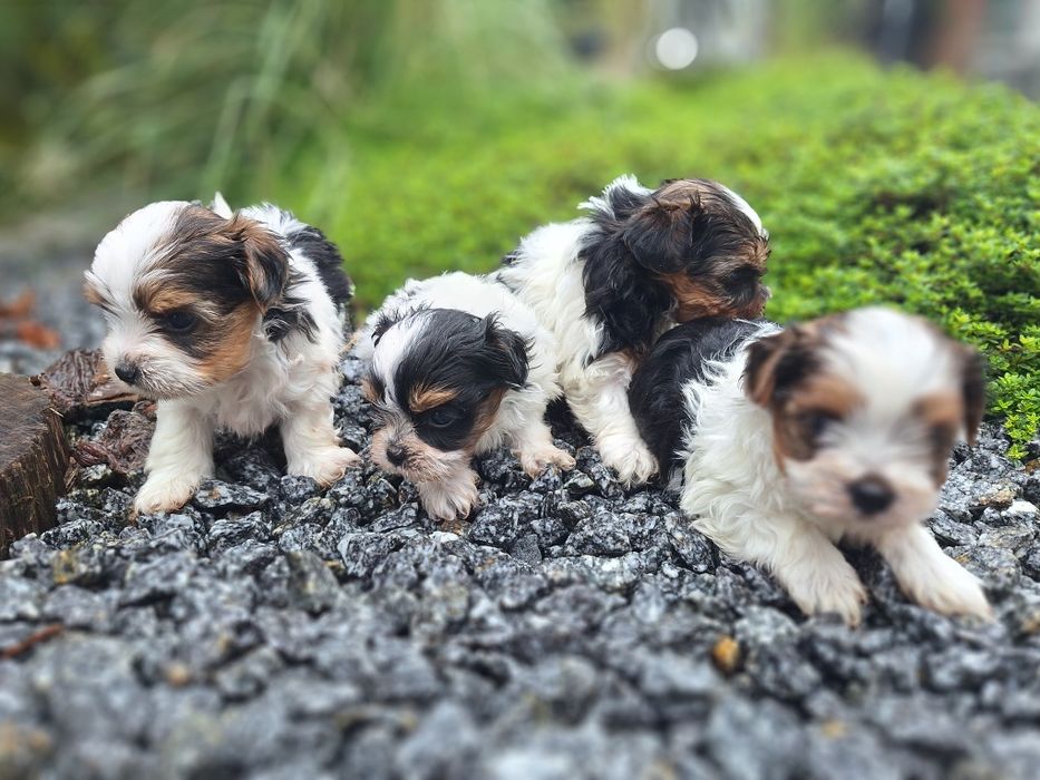 York Biewer mini z dokumentami