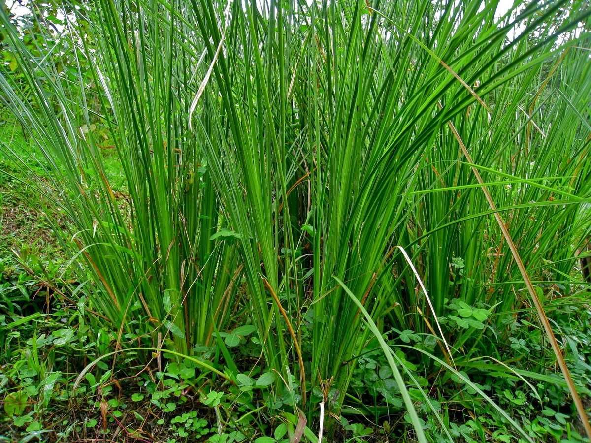 100 Mudas de Vetiver (desde 1 € a partir de 500 ud.))