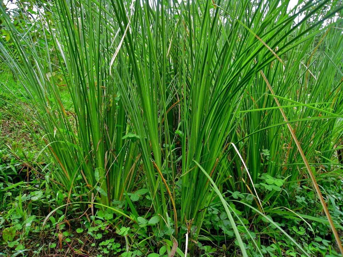 Mudas de Vetiver em Portugal (desde 1 €)