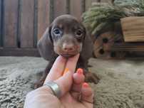 Teckel kaninchen macho com LOP