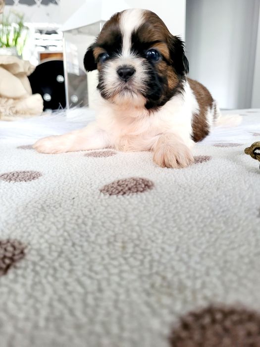 Sunia shih tzu wyprawka. Chip. Rodowód zapraszam