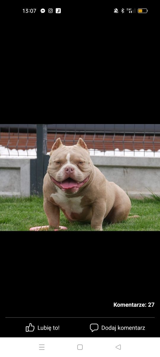 American bully suczka Golden Child