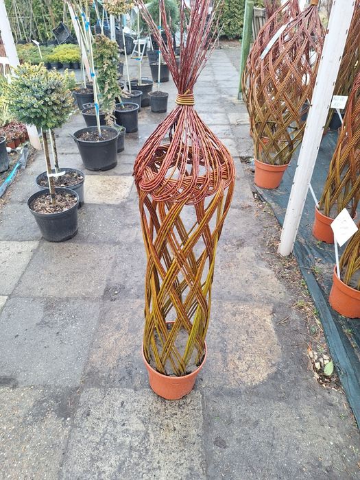 Trzmielina na pniu szkółka roślin w luszowicach zaprasza