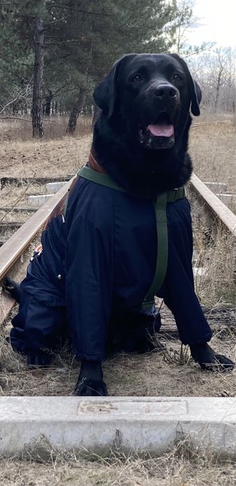 Мальчик-красавчик Лабрадор. Вязка