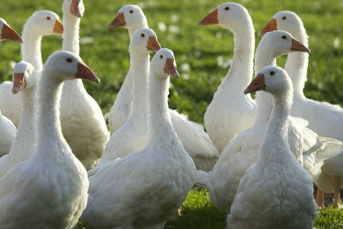 Młode kaczki odchowane różnego rodzaju dowóz gratis