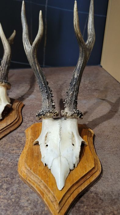 Pomoże kolekcja przedwojenna