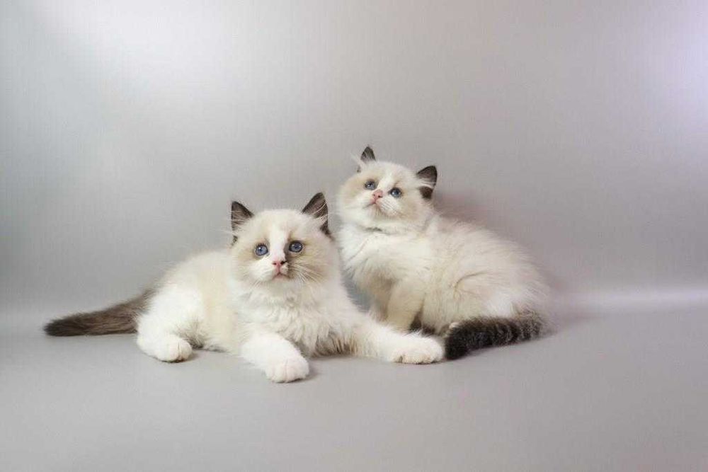 У нас підросли чарівні регдоллики