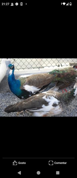 Casais ou machos adultos ,,Ler texto