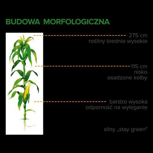 Nasiona kukurydzy RGT Irenoxx C1 FAO 230-240
