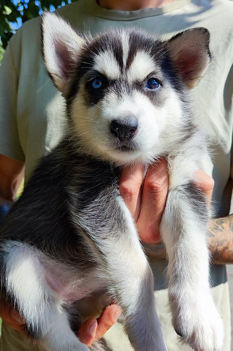 Продаж. Хаскі.. .