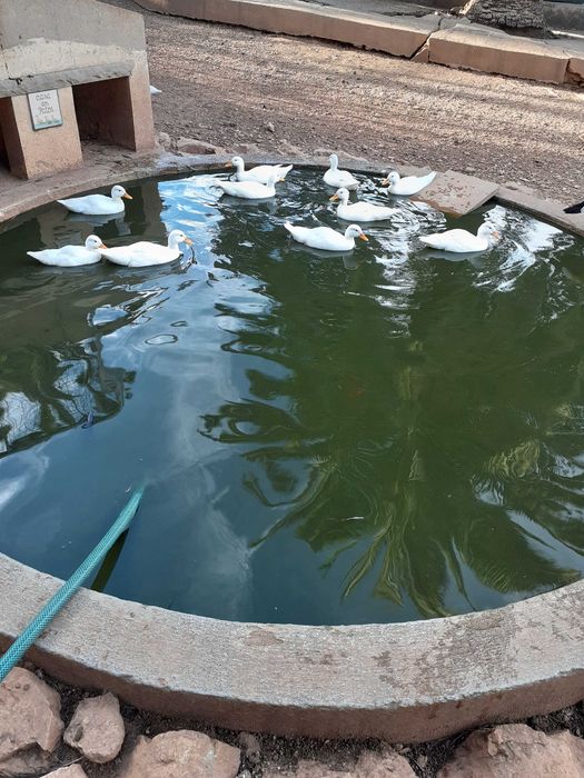 Patos Mignon, Gansos face branca, Faisões, Mandarim