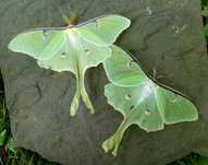 Larwy Actias luna L1/L2 – zielone motyle nocne do hodowli