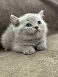 Gatinho british shorthair macho