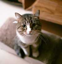 Кіт Борис – солодкі щічки | смугастий котик 1 рік