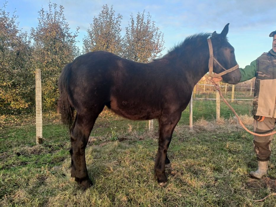 Źróbka zimnokrwista 6 miesięcy