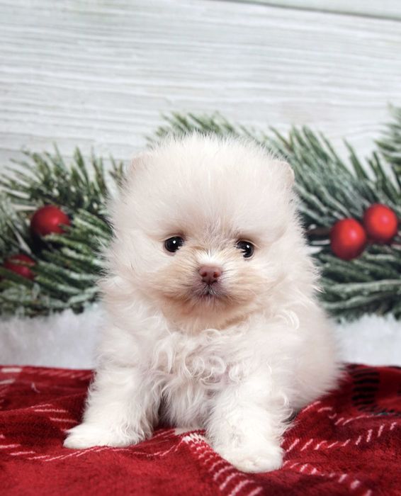 Szpic miniaturowy pomeranian maleńka beżowa sunia