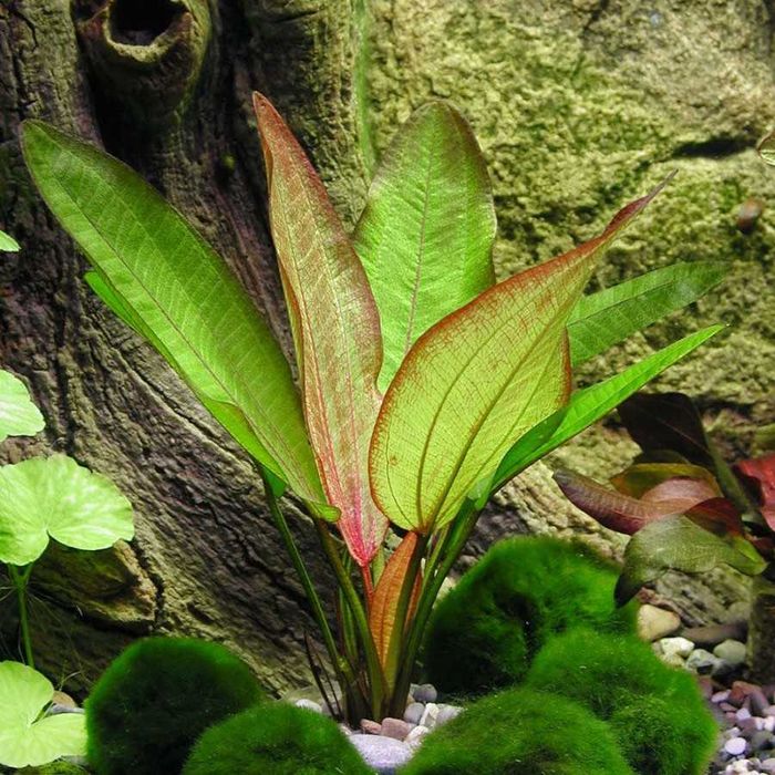 Echinodorus Devils Eye - Żabienica Diabelskie Oko.