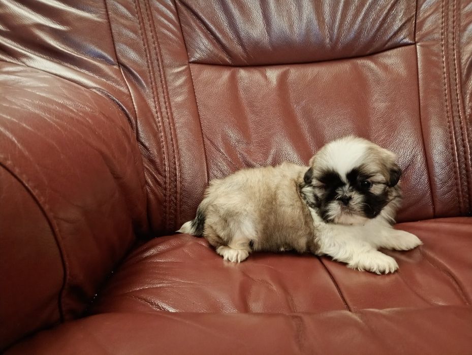 Shih tzu piesek z rodowodem