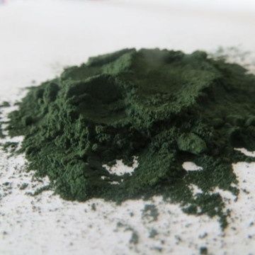 Spirulina (ou espirulina) para alimentação de peixes de aquário