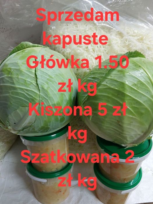 Kapusta Biała 2025.