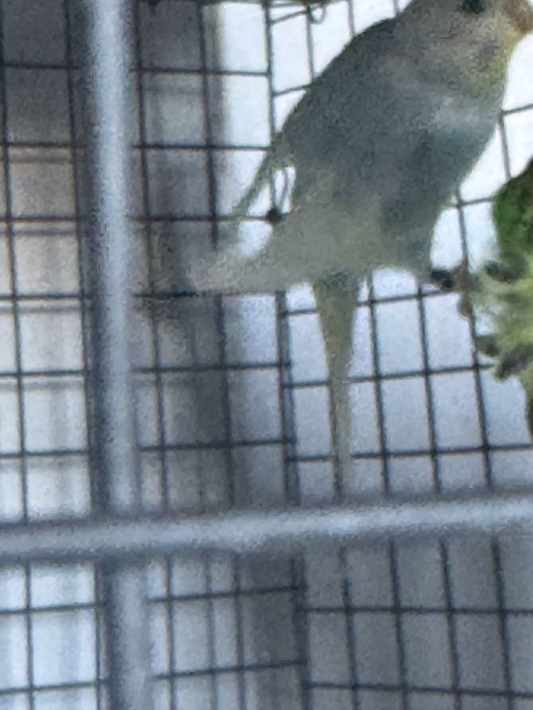 Vendo separadamente ou em lote ,tenho mais aves em outro anuncio