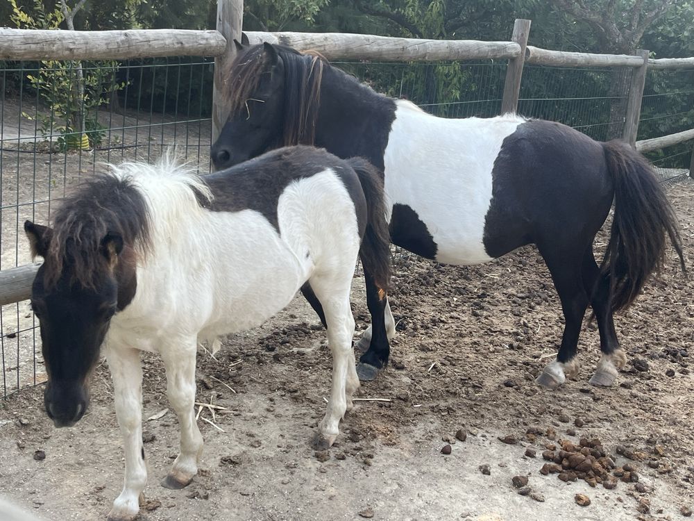 Ponei macho malhado com6 meses