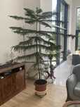 Araucaria Heterophylla -  2,60cm