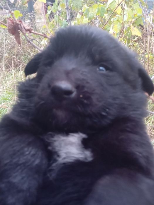 Отдам ДАРОМ!ЧУДЕСНЫЕ ЩЕНЯТА-мальчики,преданные сторожевые собаки!